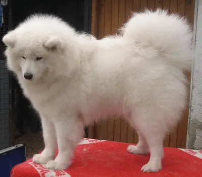 Angel Alaska Ever Smiling