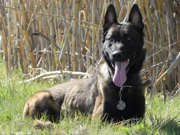 Alpha House K9s Tru-Grip American Sniper