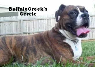 BuffaloCreek's Cercie-AB/Olde