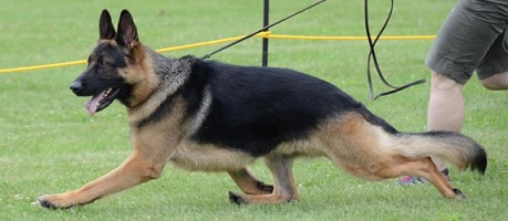 US GCH Sundown's Denali