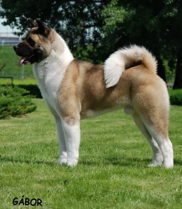 SK/AUT CH No Jacket Required De GabriTho