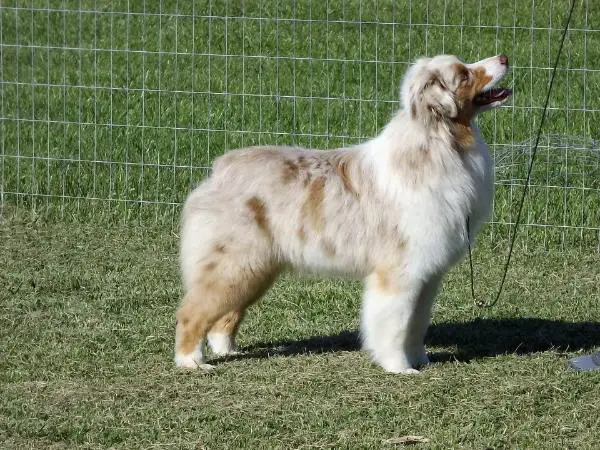 Casselcreek's B'Witchin Buff Cap