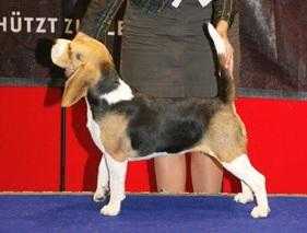 Moon Jumper's Hearty Choice