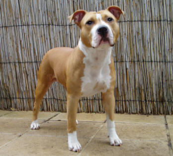 Parastone's Puzzle Pieces