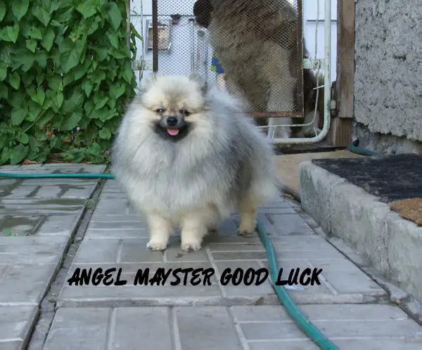 Angel Mayster Good Luck