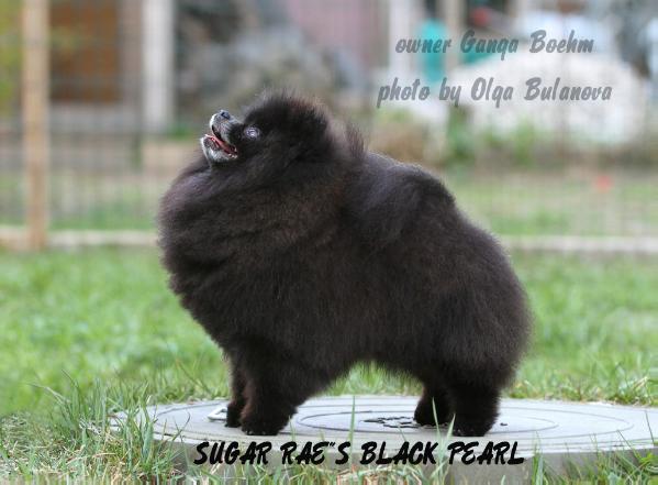 CH RUSSIA, FINLAND Sugar Rae`s Black Pearl