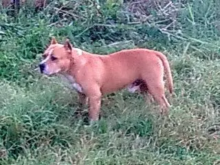 Rank among the best Gordon