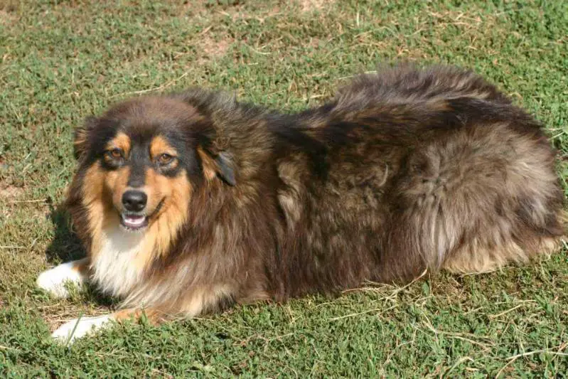 Timberline's Touch Of Amber