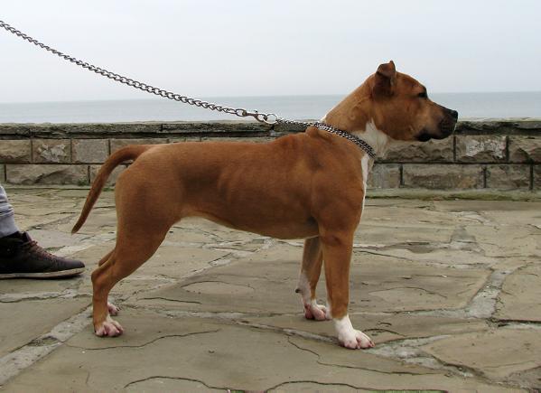 Orca's Staff B - Puma