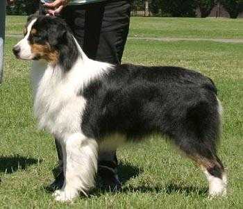 Melodys Aldebaran At Hifive