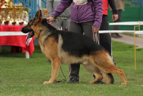 JCH RU Rus Gerts Adell Lantselot