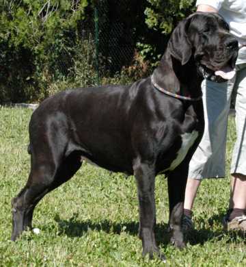 Chitra de la Benjamine