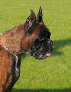 CH Elmonte`s EL-GOUNA