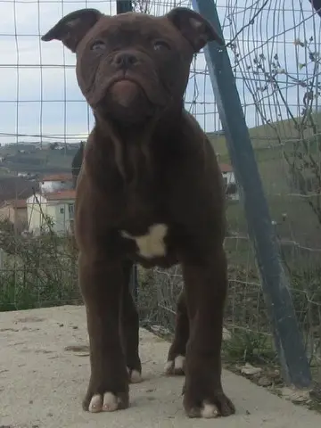 Rlk's Godiva of Bomberbulls American bulldogs