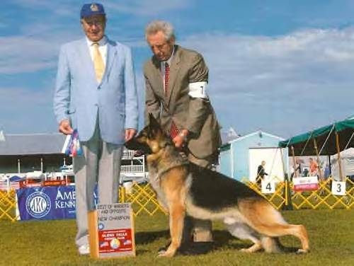 CH (AKC) Bihari's Ace Of Hckryhill