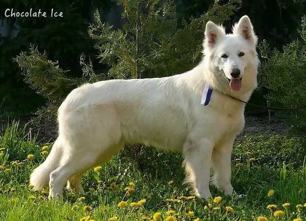 HCH  HGRCH SRBCH Lupus Albus Olimpia (Chocolate Ice kennel)