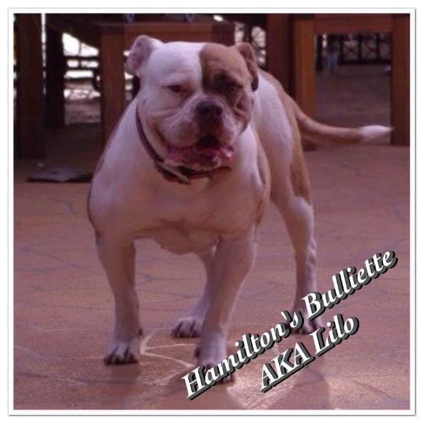 Hamiltons Bulliette of TMBK