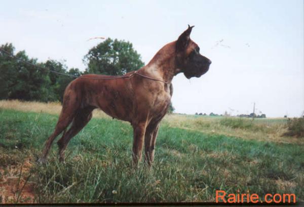 Oromee De baussenque