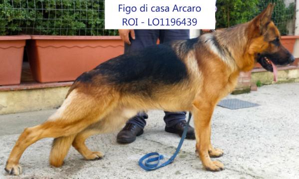 Figo di casa arcaro