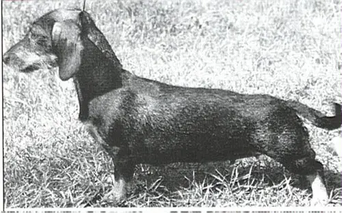 Grahamka Catonium