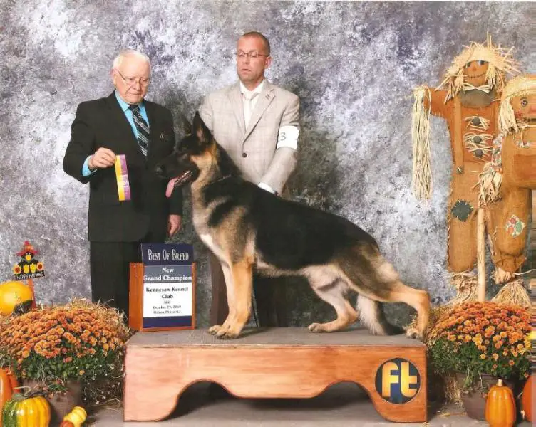 GCH, CH Schneiderhof Sir Galahad V Windsong