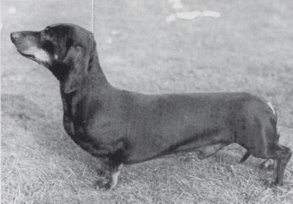 ENG CH. Romulus Of Montreux