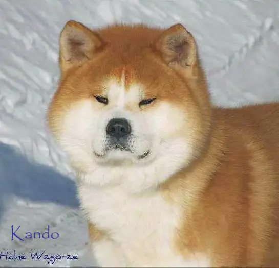 RUS/BLR GCH, INT/BLR/RUS/RKF/MD/UKR CH, BLR/RUS/RKF/UKR JCH Kando Halne Wzgórze