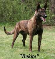 Bokito