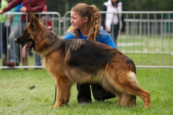 WINNER JKL BSZS 2012 Zara vom Schäferhof