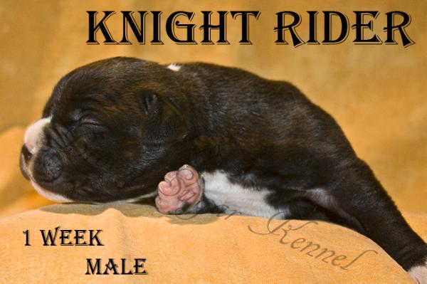 Brown Sugar´s Knight Rider
