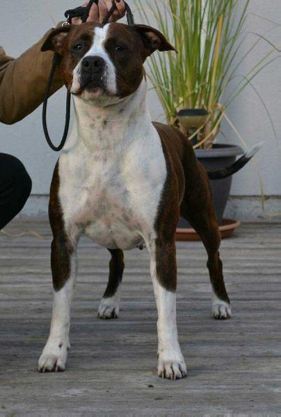 Impératrice Lord Angel ofayronstar