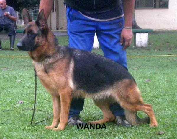 Wanda de la isla grande