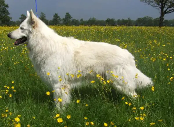 Goliath fan Cosmo's Noflik Stee