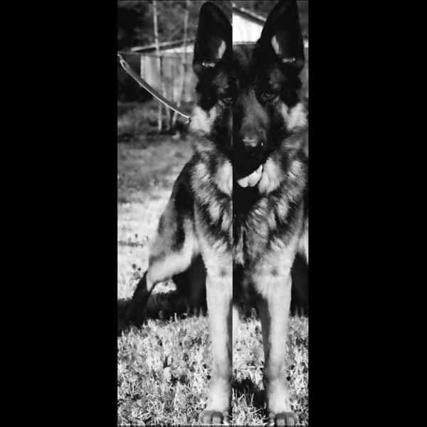 Romeo vom Appleridge