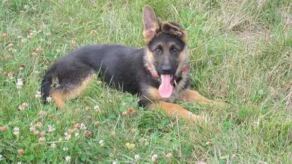 Jade de la Guenesterie