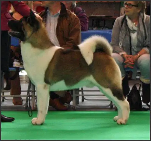 CHI GCH, UK CH Redwitch Back For Good