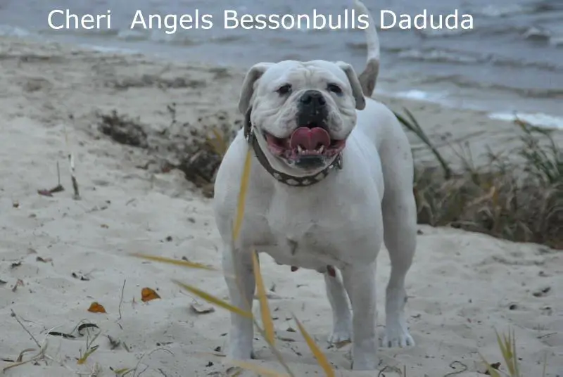 Cheri Angels Bessonbulls Daduda