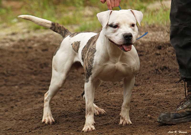 Bingen Bulldogs Second To None