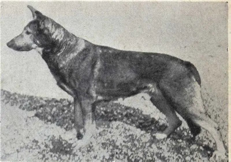 Laish Wolf of Norn