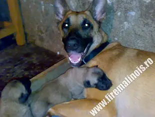 Vörös Szamuráj Nensi