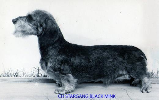ENG CH Stargang Black Mink