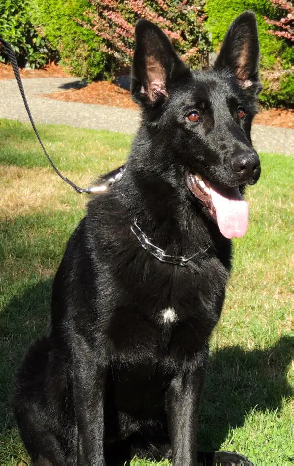 Coral Vom Shepherdhaus