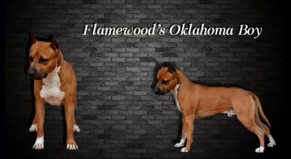 Flamewood's Oklahoma Boy