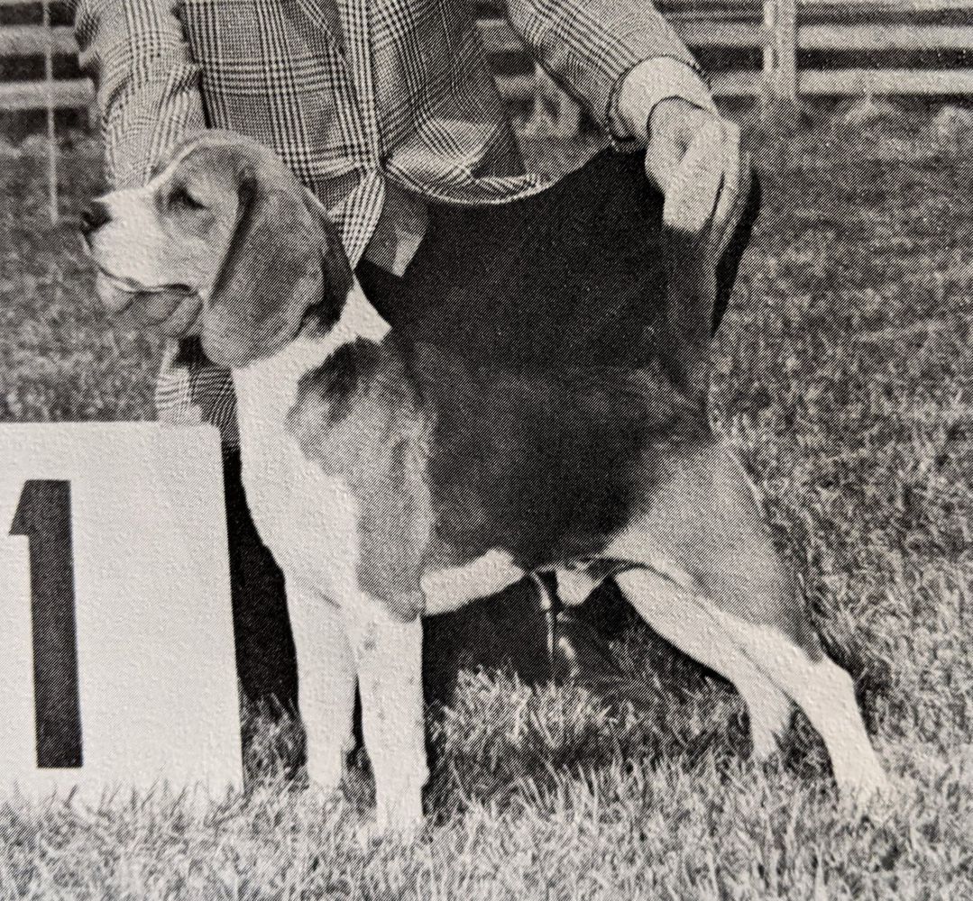 CH Pin Oak's Charming Don Juan