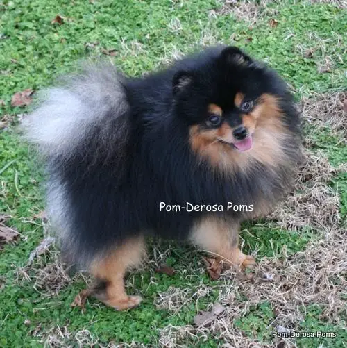 Poe all'S fair in love n war