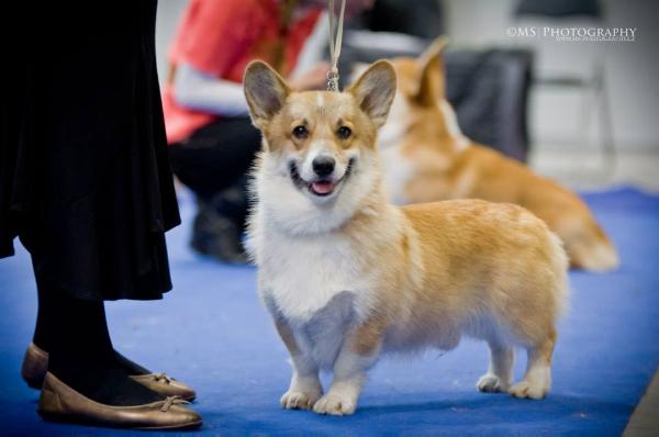 Hook Handmade Kinberger's