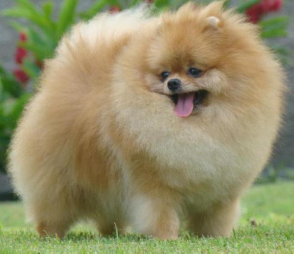 Finch's Ten FT Tall And Bulletproof