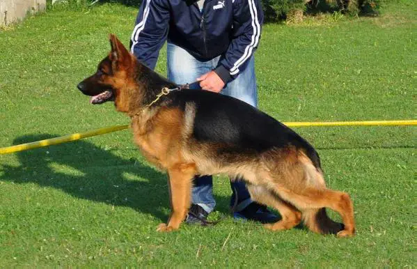 SG Leoo od Stepe Stjepanovic