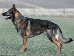 KORAD Rapport's Hast