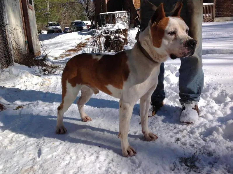 Card's Tacoma Red Braddock